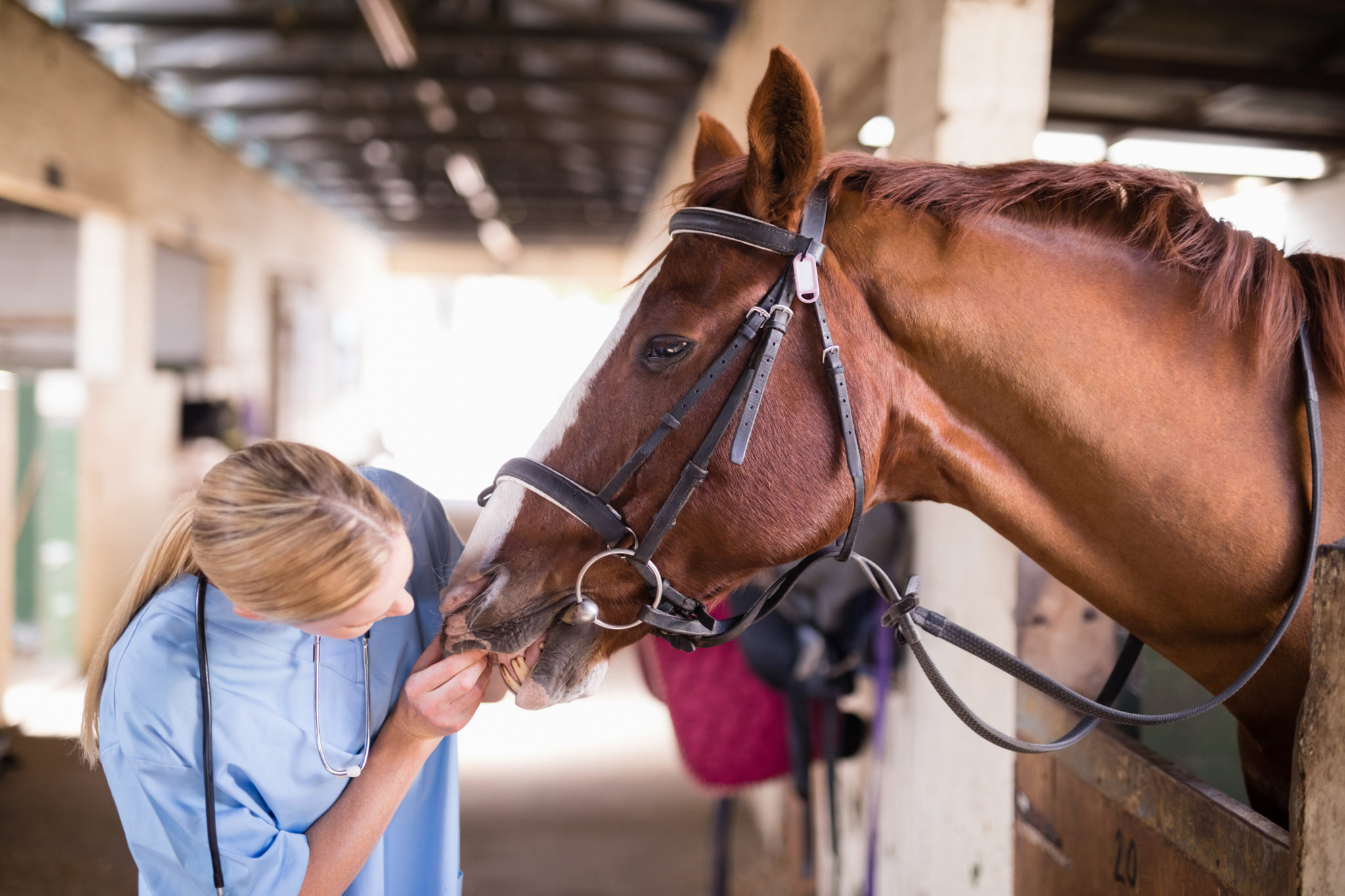 teaching-and-coaching-in-veterinary-practice-oncore